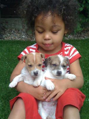 Stunning pedigree Jack Russell Terrier Pups